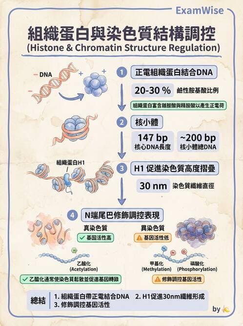 醫檢師 - 基礎分子生物學 - AI 圖文解析預覽