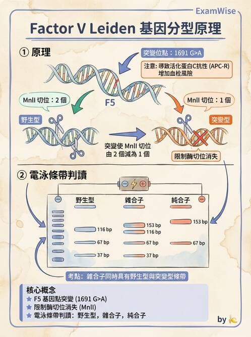 醫檢師 - 遺傳疾病基因檢測 - AI 圖文解析預覽