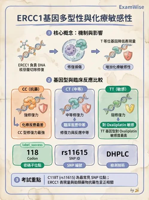 醫檢師 - 藥物相關基因檢測 - AI 圖文解析預覽