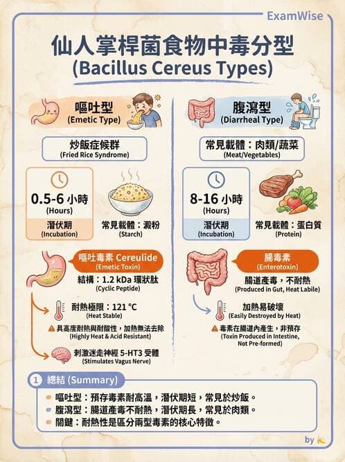 醫檢師 - 鏈球菌與其他革蘭氏陽性桿菌 - AI 圖文解析預覽