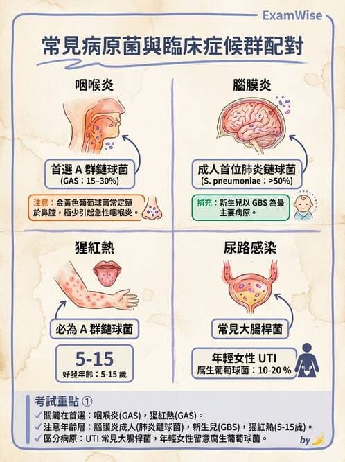 醫檢師 - 葡萄球菌與腸球菌 - AI 圖文解析預覽