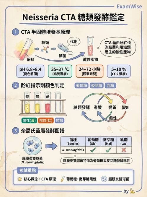 醫檢師 - 奈瑟菌與挑剔性革蘭氏陰性菌 - AI 圖文解析預覽
