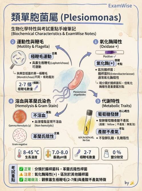 醫檢師 - 弧菌、氣單胞菌與彎曲菌 - AI 圖文解析預覽