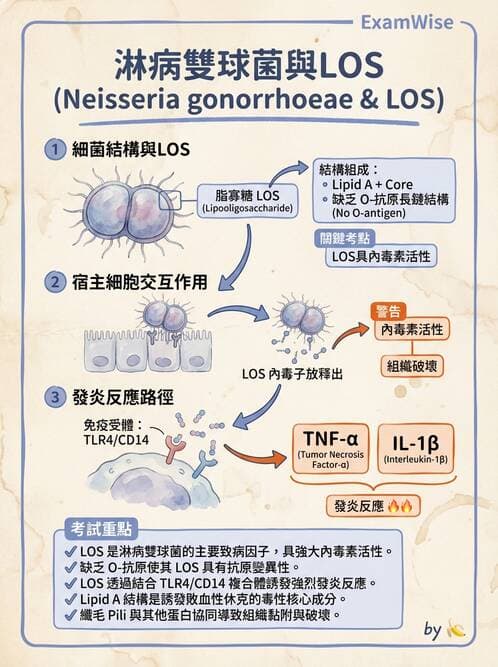 醫檢師 - 奈瑟菌與挑剔性革蘭氏陰性菌 - AI 圖文解析預覽