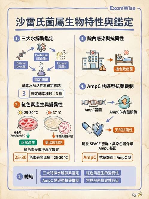 醫檢師 - 其他腸內菌科 - AI 圖文解析預覽