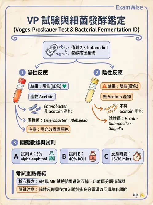 醫檢師 - 腸內菌鑑別方法與培養基 - AI 圖文解析預覽