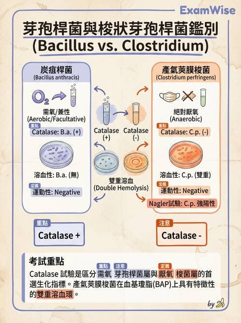 醫檢師 - 綜合性試題 - AI 圖文解析預覽