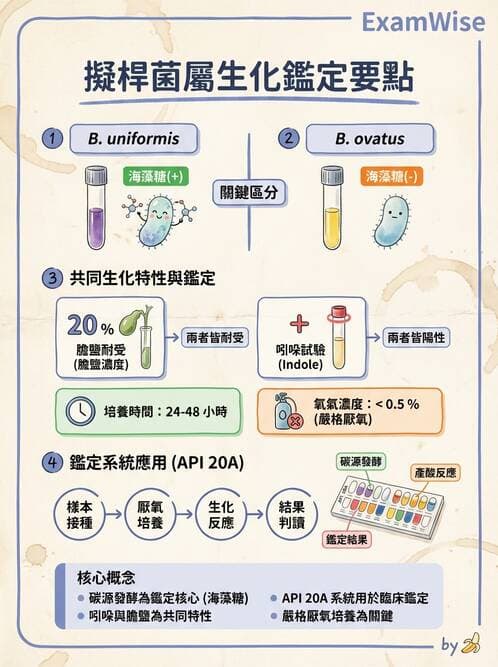 醫檢師 - 厭氧菌 - AI 圖文解析預覽