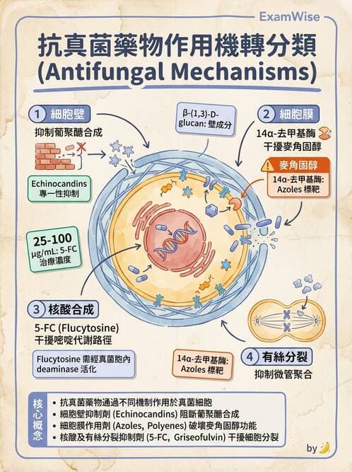 醫檢師 - 真菌診斷與治療 - AI 圖文解析預覽