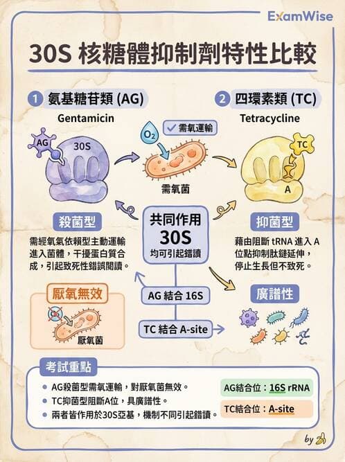 醫檢師 - 抗微生物製劑 - AI 圖文解析預覽
