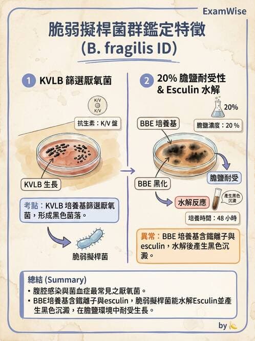 醫檢師 - 厭氧菌 - AI 圖文解析預覽