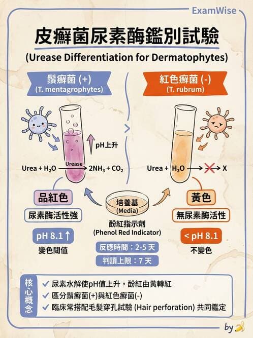 醫檢師 - 皮膚與皮下真菌感染 - AI 圖文解析預覽