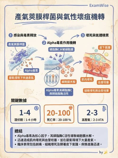 醫檢師 - 厭氧菌 - AI 圖文解析預覽
