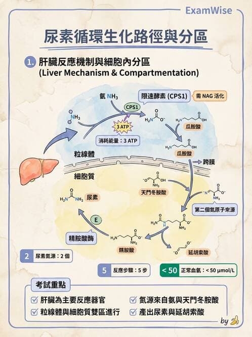 醫檢師 - 腎臟機能與代謝評估 - AI 圖文解析預覽