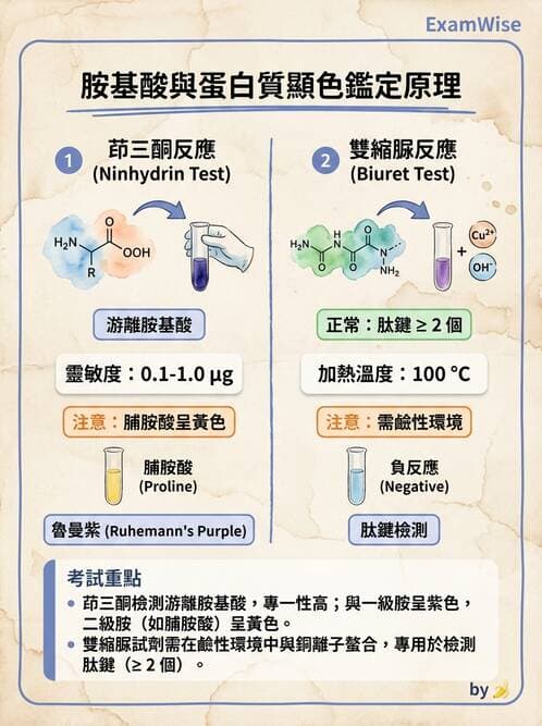 醫檢師 - 胺基酸代謝與先天性疾病 - AI 圖文解析預覽