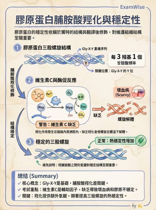 醫檢師 - 血清蛋白與蛋白質檢測 - AI 圖文解析預覽