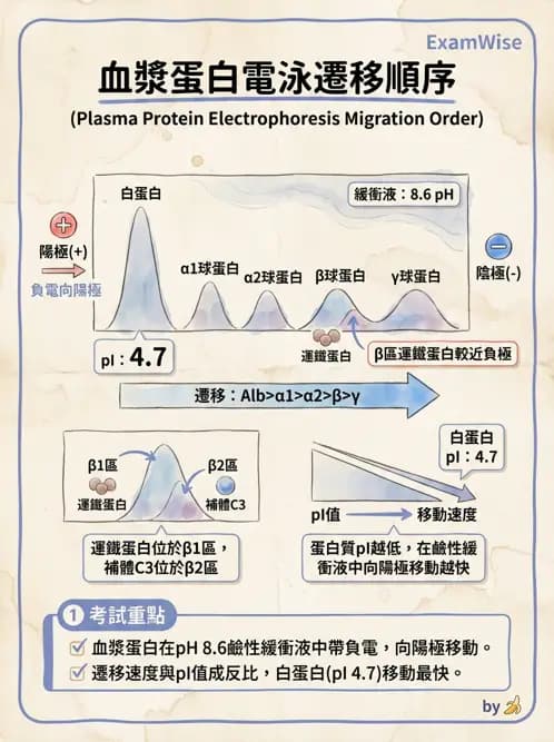 醫檢師 - 血清蛋白與蛋白質檢測 - AI 圖文解析預覽
