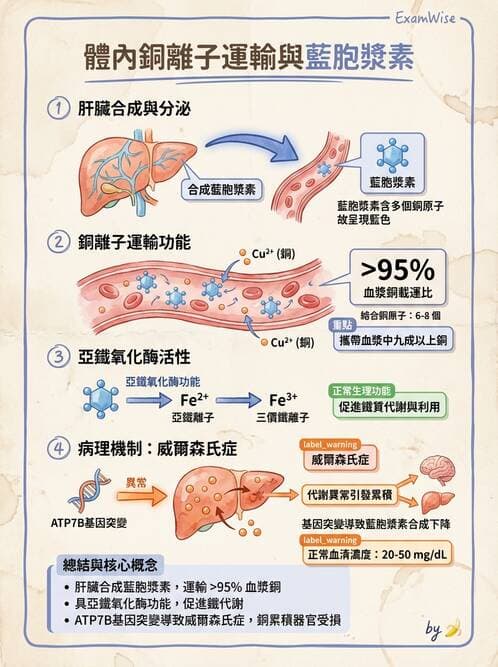 醫檢師 - 電解質與微量元素 - AI 圖文解析預覽