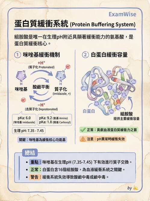 醫檢師 - 血液氣體分析及酸鹼平衡 - AI 圖文解析預覽