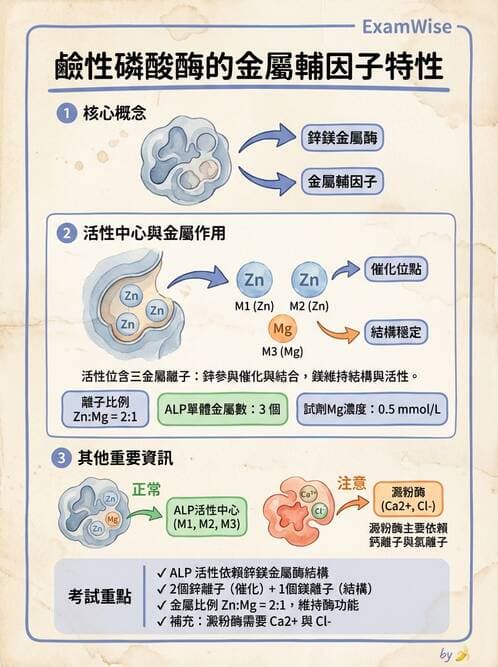 醫檢師 - 臨床酵素學基礎 - AI 圖文解析預覽