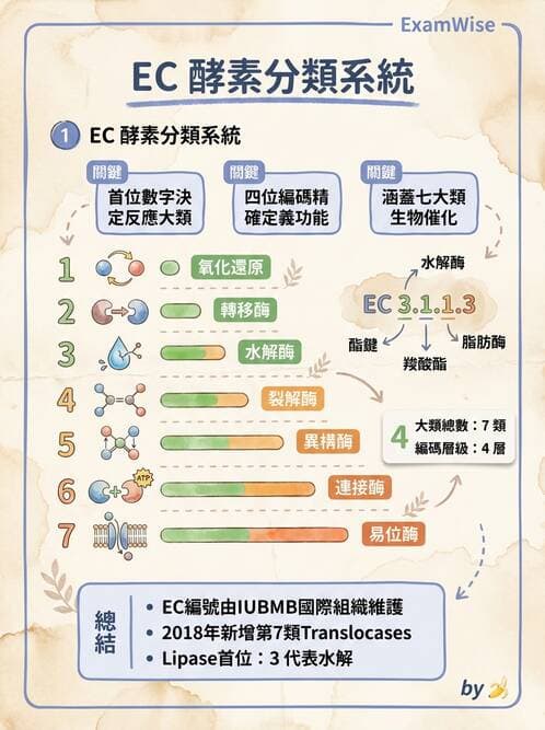 醫檢師 - 臨床酵素學基礎 - AI 圖文解析預覽