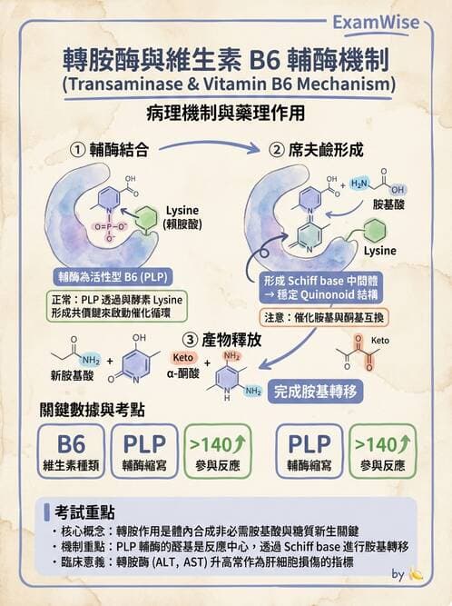 醫檢師 - 臨床酵素學基礎 - AI 圖文解析預覽