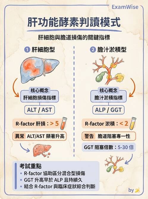 醫檢師 - 肝臟機能與胰臟酵素 - AI 圖文解析預覽