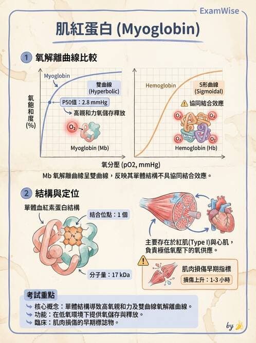 醫檢師 - 心肌標誌與心臟診斷 - AI 圖文解析預覽