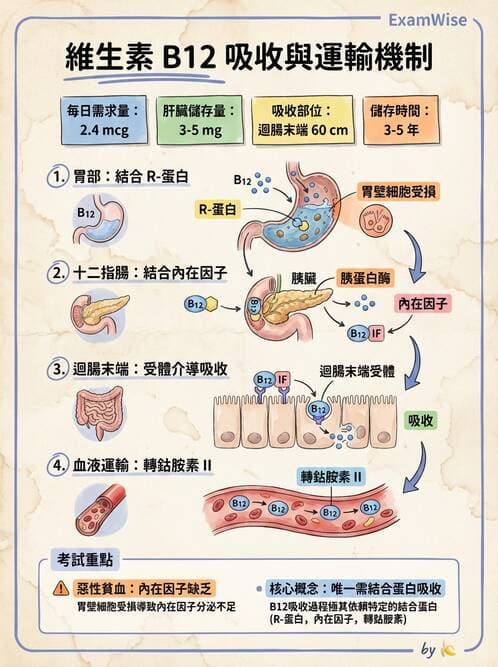 醫檢師 - 維生素 - AI 圖文解析預覽