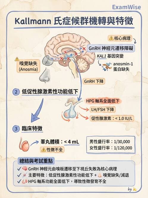醫檢師 - 腎上腺與生殖內分泌 - AI 圖文解析預覽