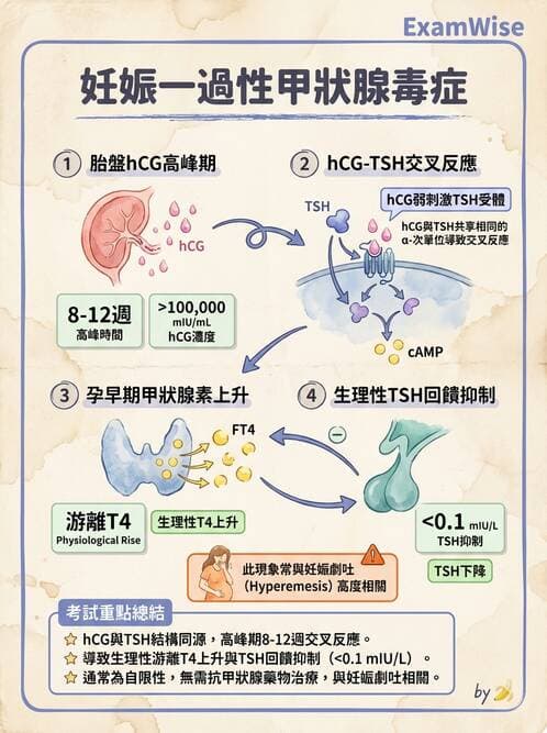 醫檢師 - 腎上腺與生殖內分泌 - AI 圖文解析預覽