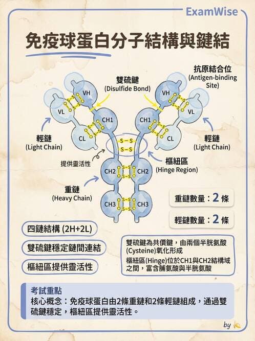 醫檢師 - 免疫球蛋白與抗體 - AI 圖文解析預覽