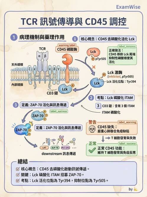 醫檢師 - T細胞發育與功能 - AI 圖文解析預覽