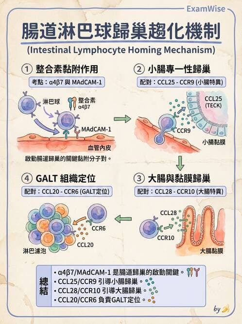 醫檢師 - T細胞發育與功能 - AI 圖文解析預覽