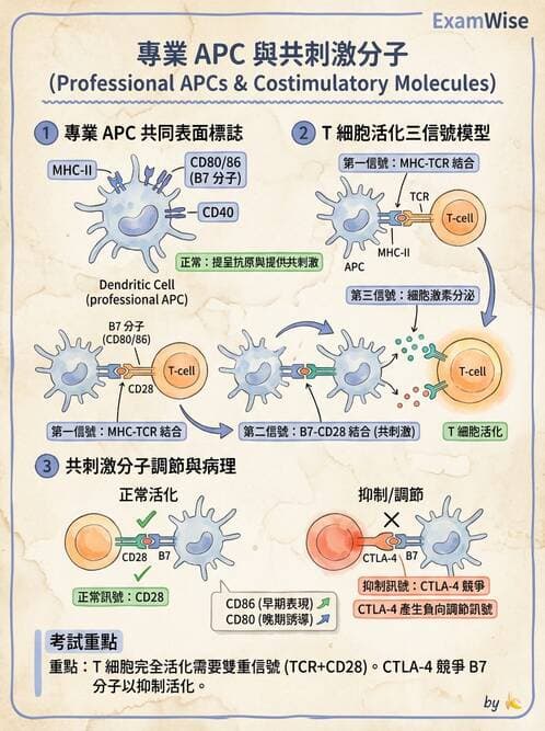 醫檢師 - 細胞激素與抗原呈獻 - AI 圖文解析預覽