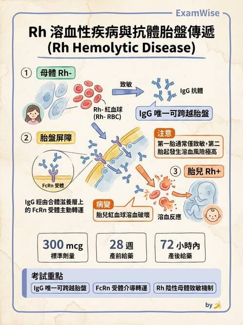 醫檢師 - 免疫球蛋白與抗體 - AI 圖文解析預覽