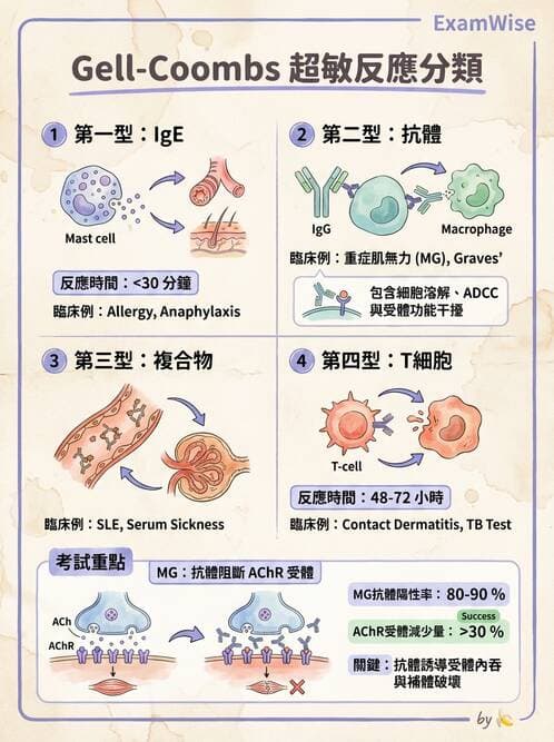 醫檢師 - 過敏反應及測試法 - AI 圖文解析預覽