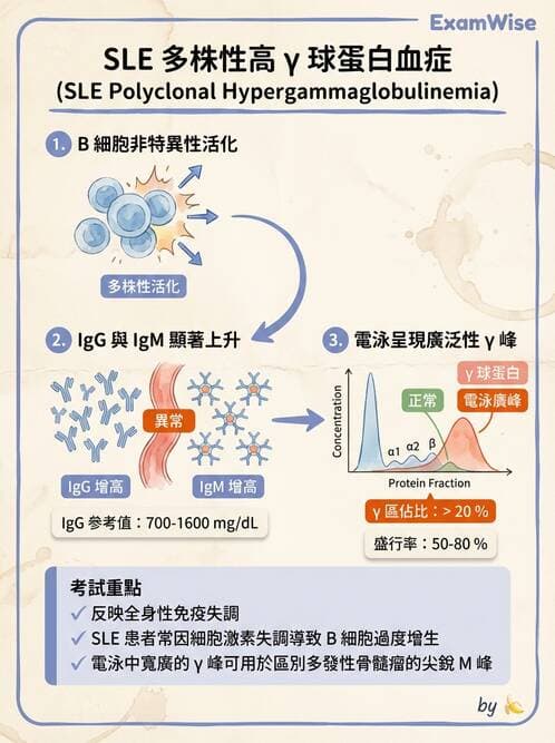 醫檢師 - 全身性紅斑性狼瘡與抗磷脂質症候群 - AI 圖文解析預覽