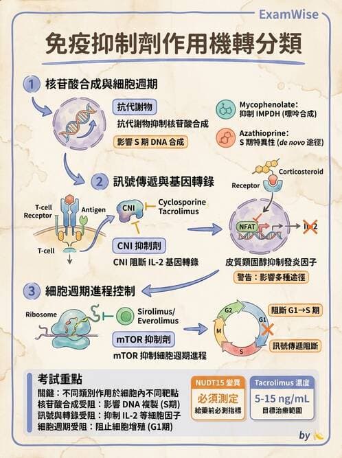 醫檢師 - 組織型與移植免疫學 - AI 圖文解析預覽