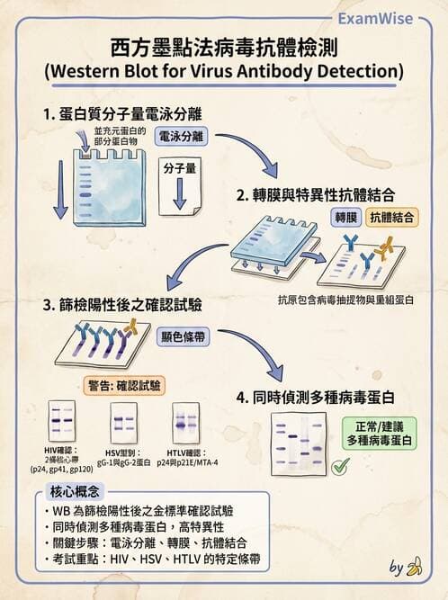 醫檢師 - 病毒檢驗技術 - AI 圖文解析預覽