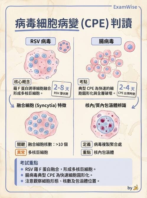 醫檢師 - 副黏液病毒科 - AI 圖文解析預覽