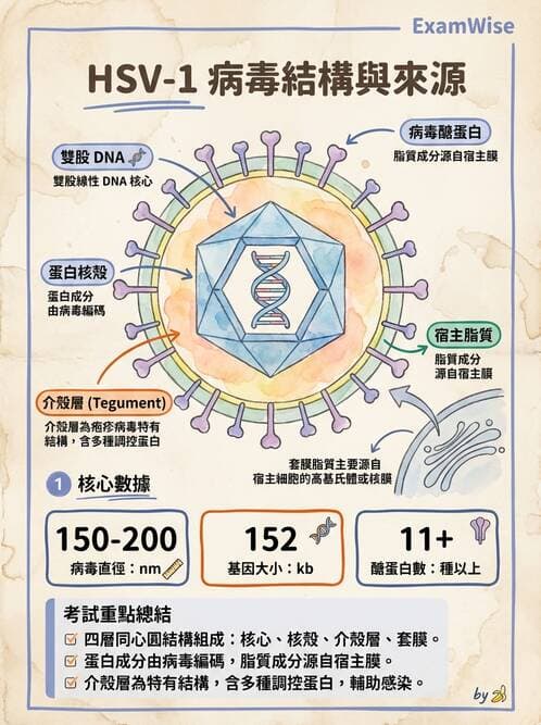 醫檢師 - 疱疹病毒科 - AI 圖文解析預覽