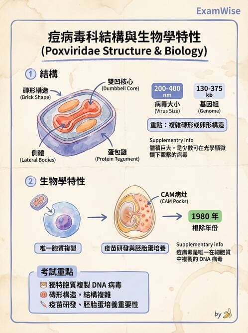 醫檢師 - 腺病毒與痘病毒 - AI 圖文解析預覽