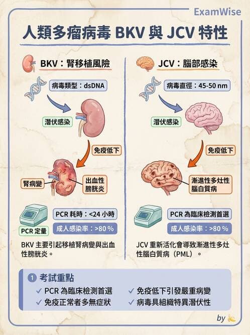 醫檢師 - 細小病毒與多瘤病毒 - AI 圖文解析預覽