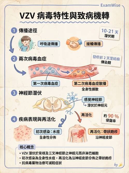 醫檢師 - 疱疹病毒科 - AI 圖文解析預覽