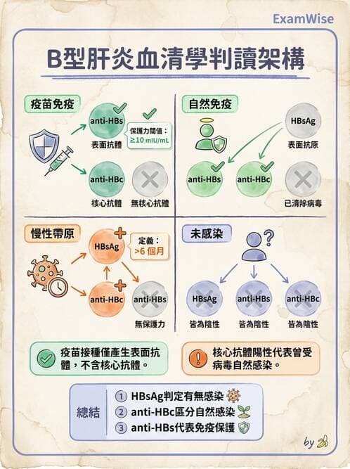 醫檢師 - B型肝炎病毒 - AI 圖文解析預覽