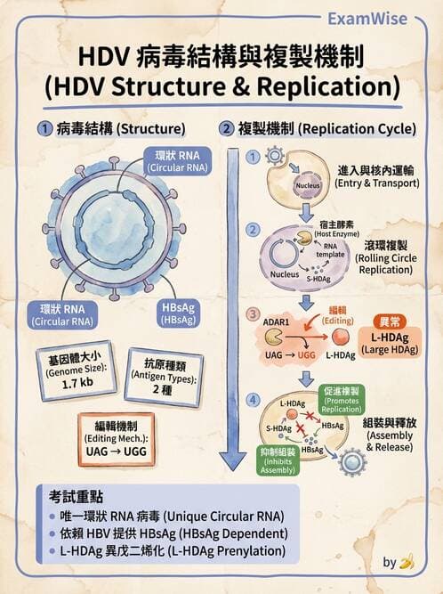 醫檢師 - B型肝炎病毒 - AI 圖文解析預覽