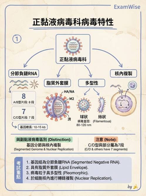醫檢師 - 正黏液病毒科(流感) - AI 圖文解析預覽