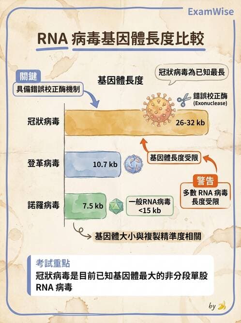 醫檢師 - 冠狀病毒科 - AI 圖文解析預覽