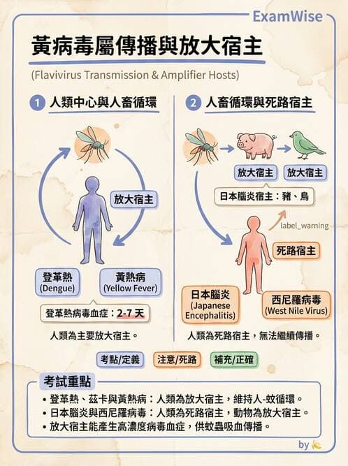 醫檢師 - 黃病毒科與蟲媒病毒 - AI 圖文解析預覽